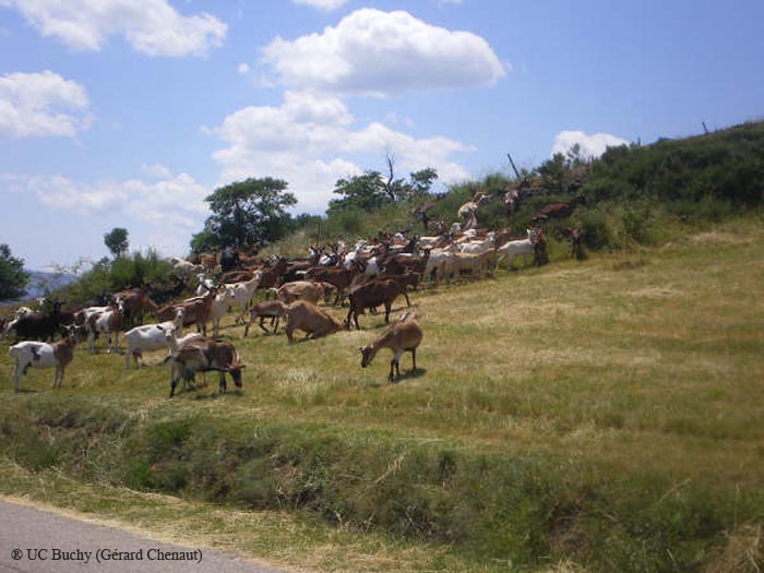 ardechoise2009055