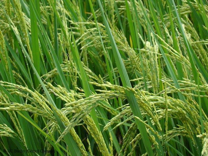 Champ de riz