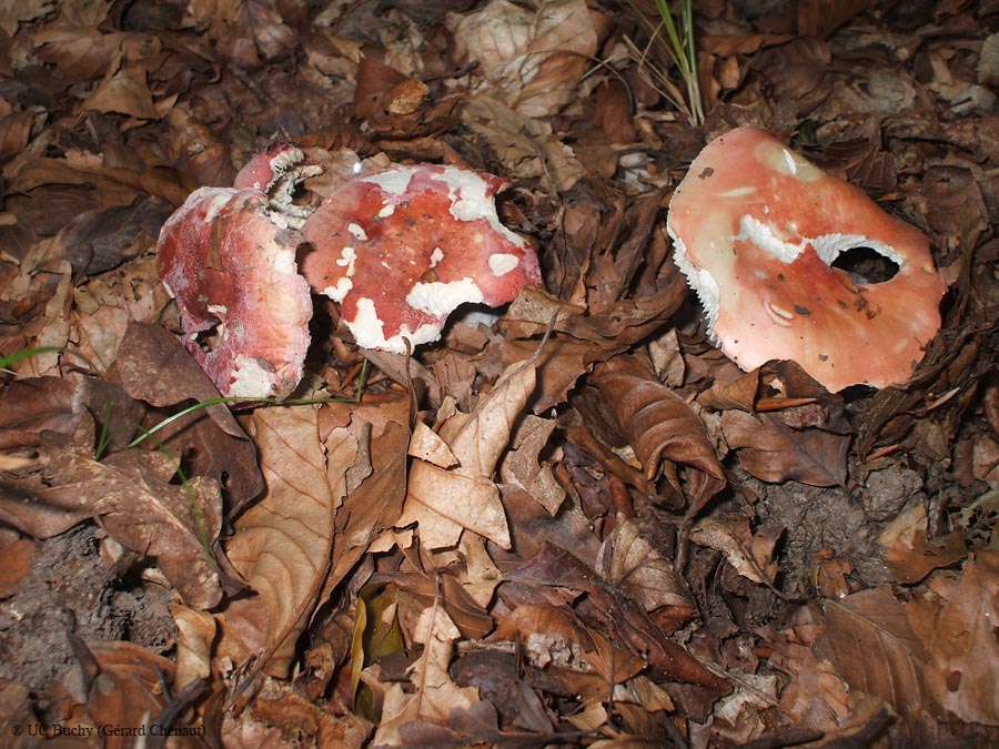DSCF0515