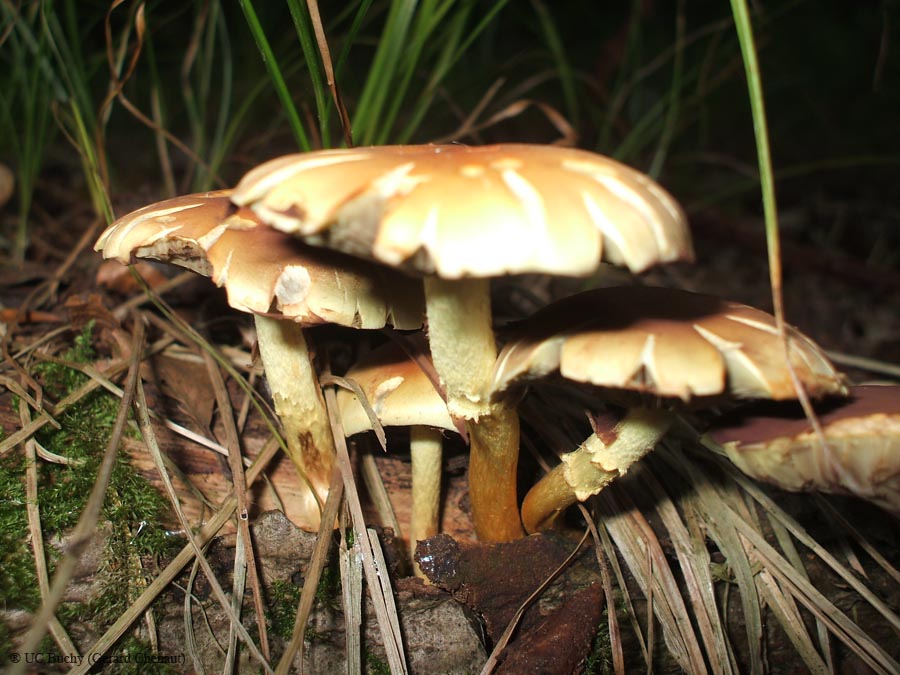 DSCF0520