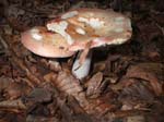 DSCF0516