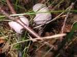 DSCF0519