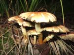 DSCF0520