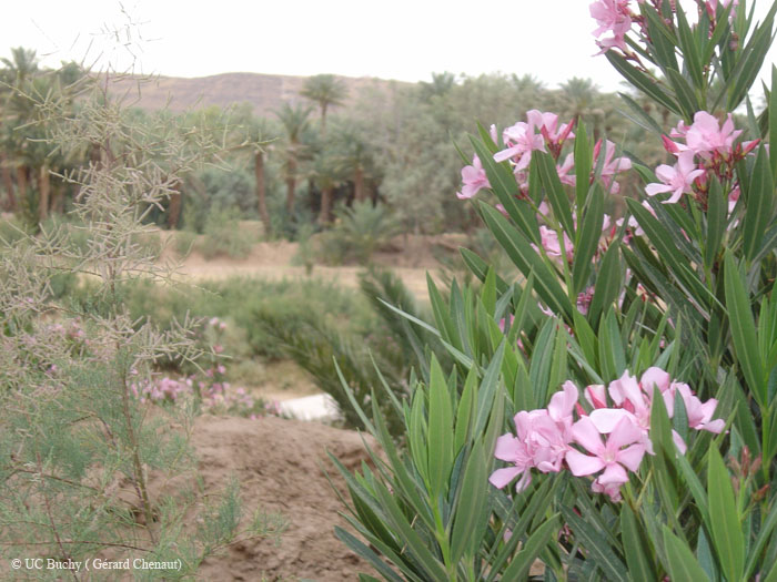 Maroc 2007 (137)