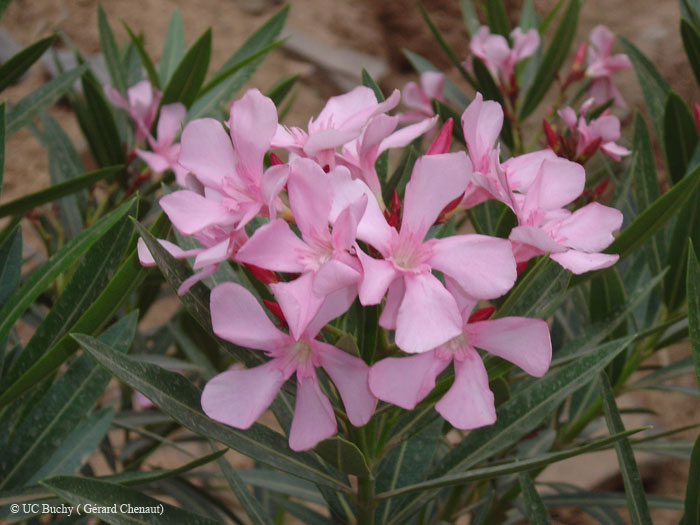 Maroc 2007 (138)