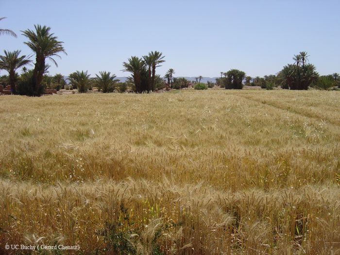Maroc 2007 (149)
