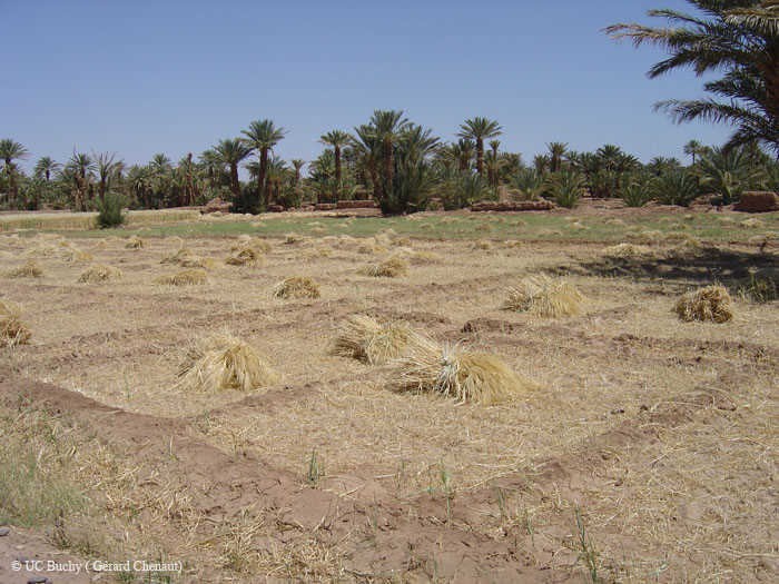 Maroc 2007 (157)