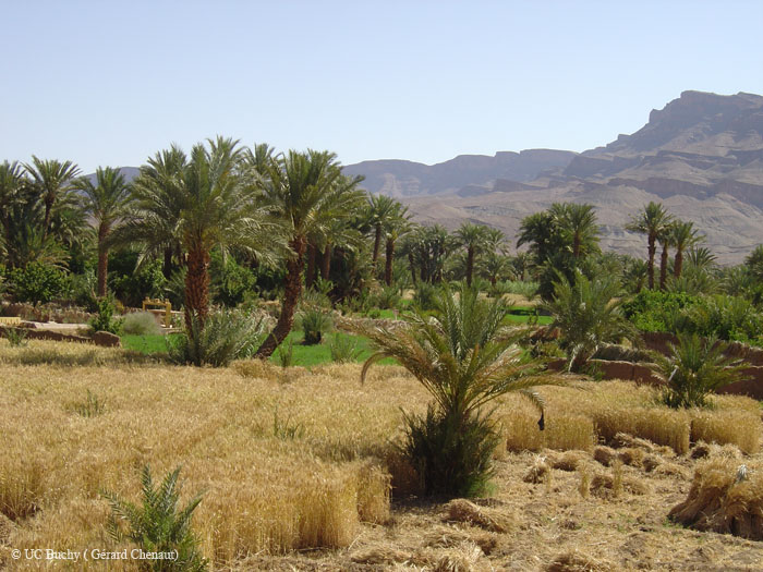 Maroc 2007 (182)
