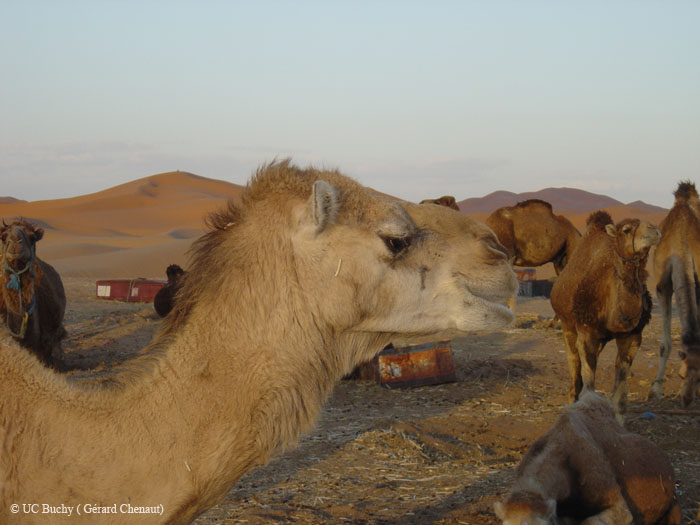 Maroc 2007 (213)