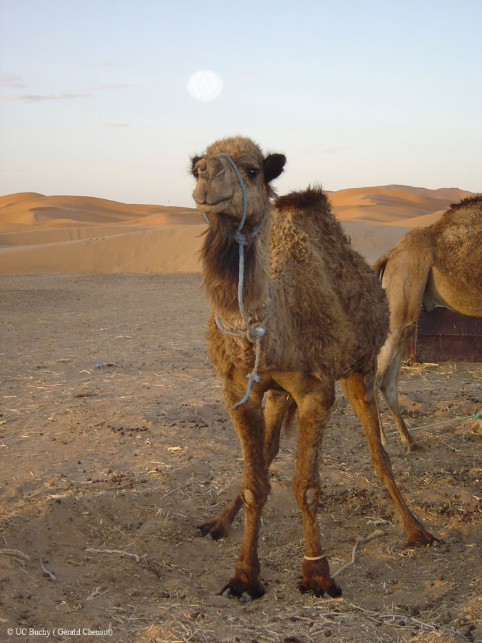 Maroc 2007 (214)
