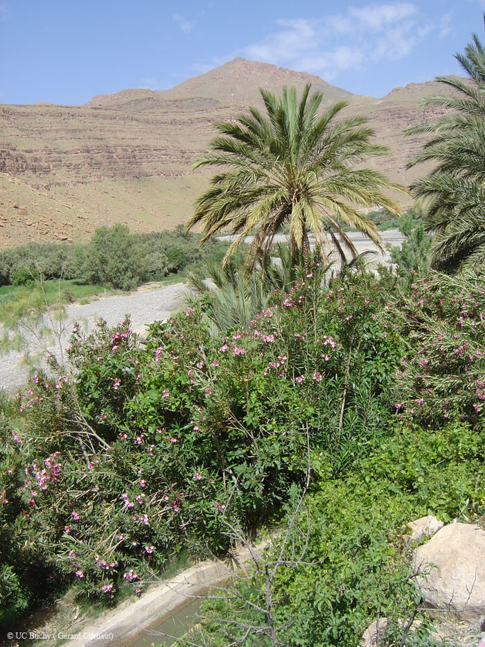 Maroc 2007 (263)