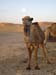 Maroc 2007 (214)