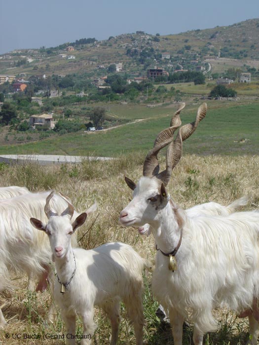 Sicile 2008 (164)