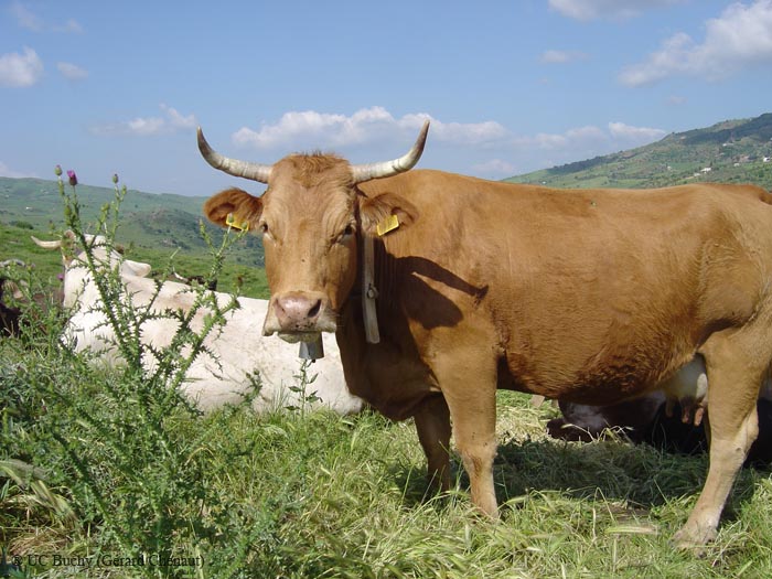 Sicile 2008 (219)