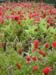 Sicile 2008 (143)