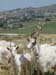 Sicile 2008 (164)